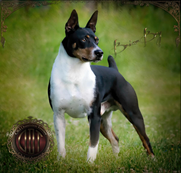 decker rat terrier breeders
