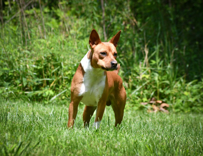 Old Dominion Terrier