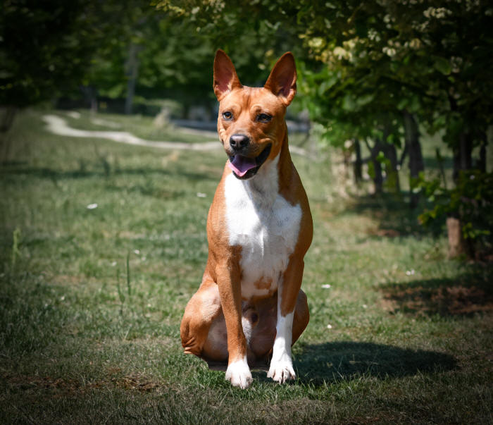 Old Dominion Terrier