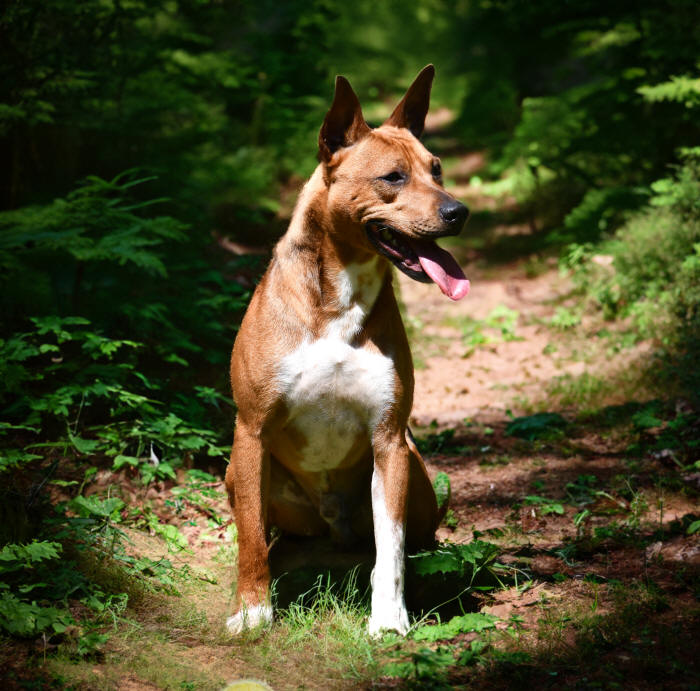 BriarBey's Cobra Old Dominion Terrier