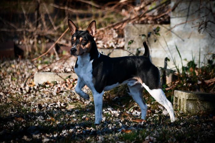 Old Dominion Terrier