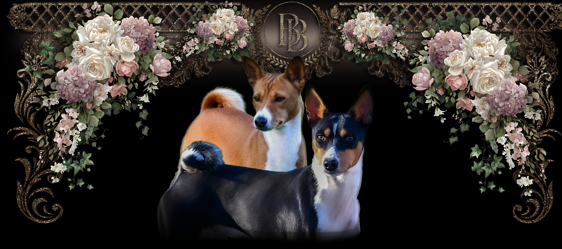 BriarBey Basenjis