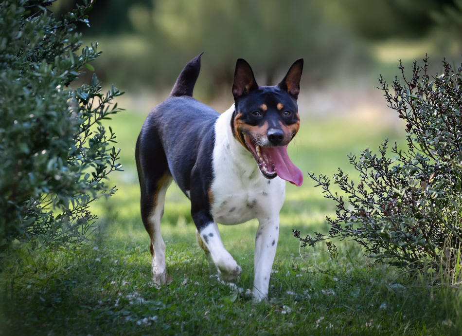 Old Dominion Terrier
